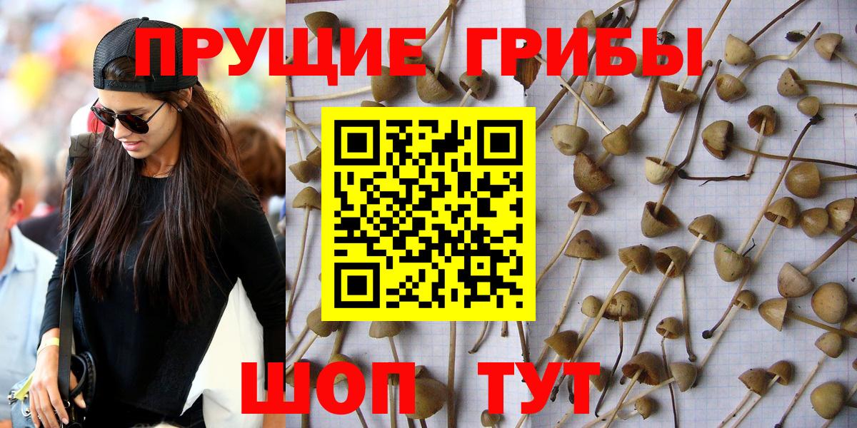 Галлюциногенные грибы Psilocybe  Вход с VPN  Кумертау 